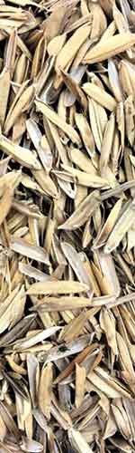 rice-husk